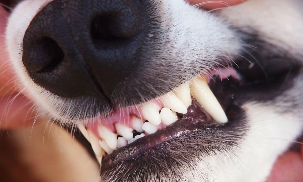 Geschwulst am Zahnfleisch beim Hund 