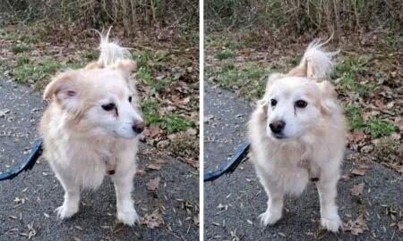 3 Mal von der eigenen Familie im Stich gelassen - Hübscher Spitz-Mix “Billy” sucht Familie für immer