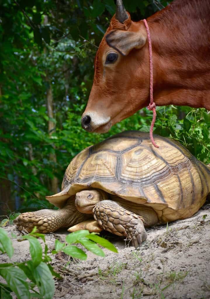 Soon, the baby cow met the giant tortoise.