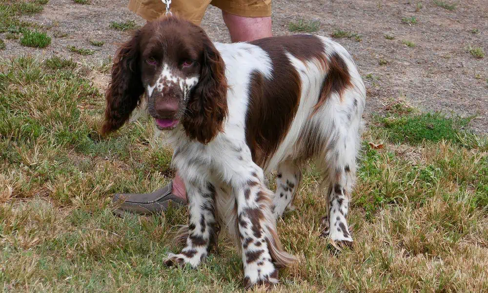 English Springer Spaniel