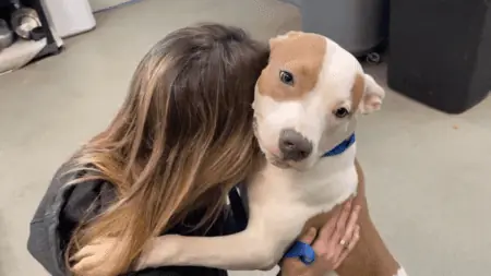 Besitzer lässt Hund eiskalt am Flughafen zurück – was dann passiert, rührt alle zu Tränen
