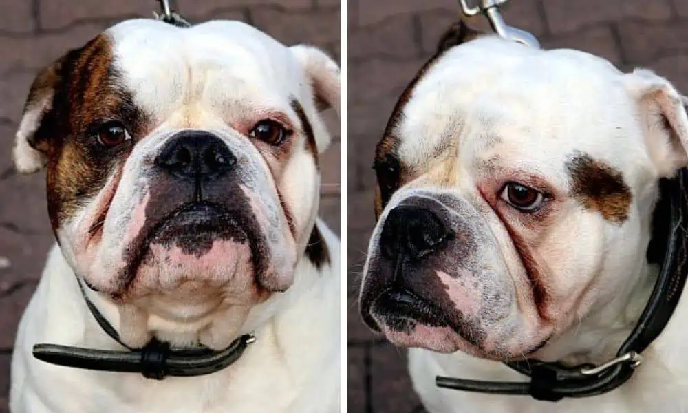 Bulldogge aus einem traurigen Grund im Tierheim abgegeben - Gibt es ein Happy End für “Monte”