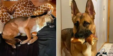 Dieser Schäferhund bringt das Internet zum Lachen Sein bester Freund ist ein Stück Baguette