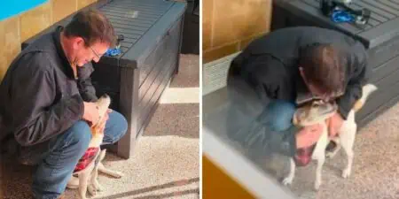 Dieses Video rührt zu Tränen Hund und Herrchen nach 6 Jahren Trennung wieder vereint