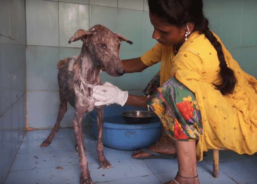 Image/Story Video Source Credit: Animal Aid Unlimited, India via YouTube Video