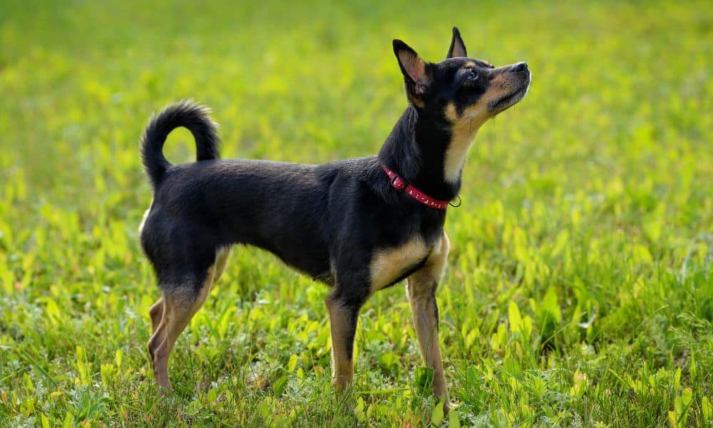 English Toy Terrier Im Rassen Portr t Mit Bildern Infos 