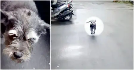 Entlaufener Hund sieht Herrchen nach 6 Tagen wieder – seine Reaktion berührt 7 Millionen Menschen