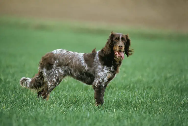 Épagneul FrançaisFranzösischer Spaniel im Porträt