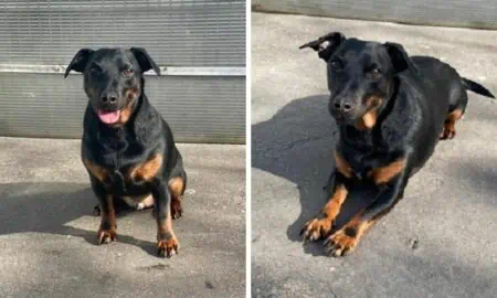 Er landete im Tierheim, weil sein Besitzer starb - Der süße “Lucky” sehnt sich nach einem Zuhause