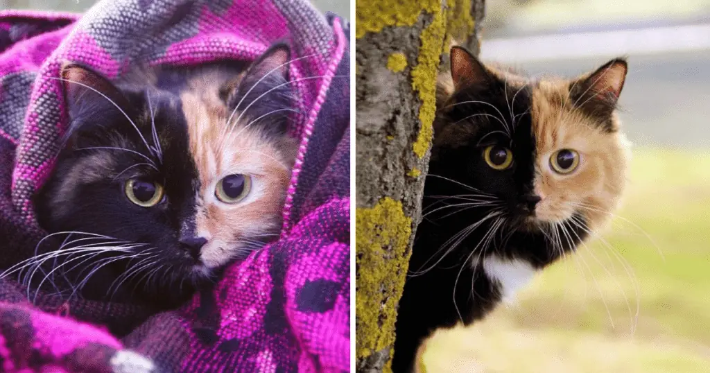 Faszinierende Bilder gehen um die Welt Katze mit extrem seltener Musterung wird zum Internet-Star