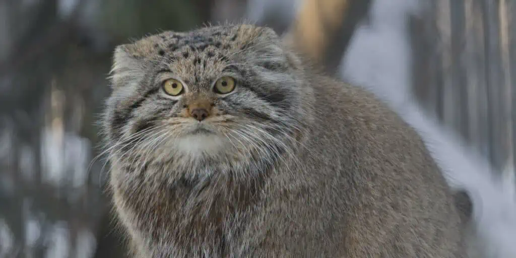 Forscher sind erstaunt über diesen Fund Seltene Katzenart auf dem höchsten Berg der Welt gefunden