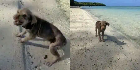 Frau findet völlig verwahrlosten Welpen am Strand – seine Verwandlung danach ist einfach unglaublich