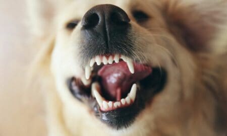 Geschwulst am Zahnfleisch beim Hund Zahnfleischwucherung