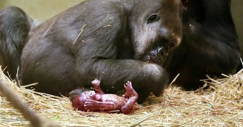 Gorilla-Mama kümmert sich um ihr Baby wie ein Mensch - und bringt Millionen Herzen zum Schmelzen