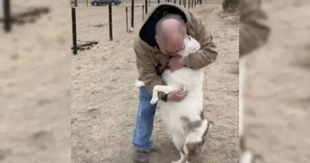 Herzerwärmendes Video Blinder und tauber Hund erkennt Herrchen nach 1 Jahr Trennung sofort wieder