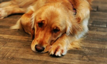 Hodenkrebs Hund