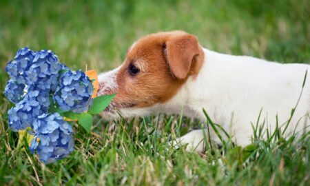 Hortensien giftig für Hunde
