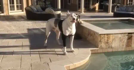 Hund bekam von Frauchen „Pool-Verbot“ – seine Oscar-reife Reaktion bringt Millionen zum Lachen