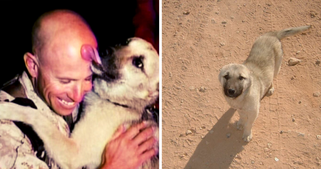 Hund folgt Soldat über 100 Kilometer quer durch die Wüste - was der Mann dann tut, rührt zu Tränen