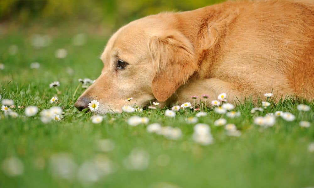 Hund hört nichts mehr, hund traurig, müde, krank, liegt auf wiese mit gänseblümchen, golden retriever, labrador
