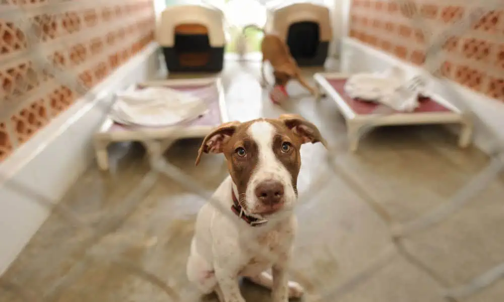 Hund im Tierheim abgeben