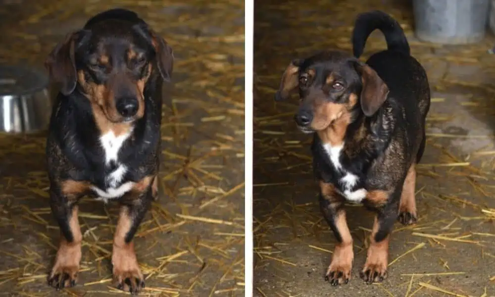 Hund in letzter Sekunde aus Tötungsstation gerettet Wer gibt der süßen “Lotta” ein neues Leben