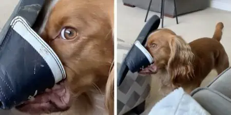 Hund klaut Schuh von Frauchen – seine Reaktion als er erwischt wird, bringt Millionen zum Lachen