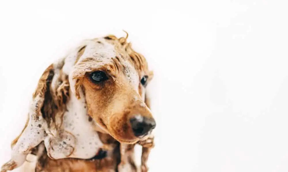 Hund mit Babyshampoo waschen