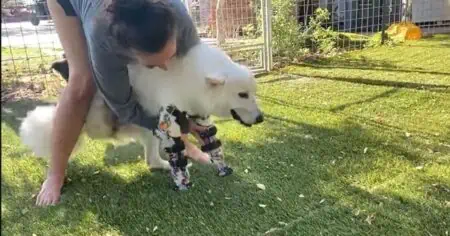 Hund ohne Vorderbeine erhält Prothese – Das Video seiner ersten Schritte rührt zu Tränen