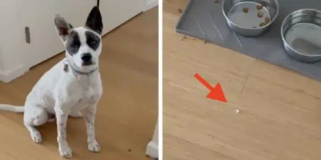 Hund will seine Medizin nicht schlucken - Mit diesem genialen Trick gelingt es seinem Frauchen doch