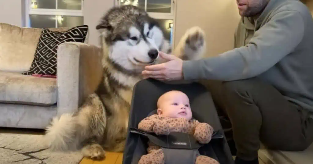 Husky lernt, wie man ein neugeborenes Baby im Stuhl schaukelt - Video verzaubert Millionen