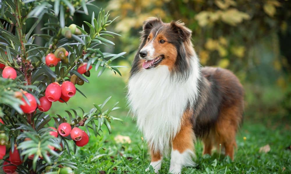 Ist Eibe giftig fr Hunde? Ein Hunde-Experte Klrt Auf!