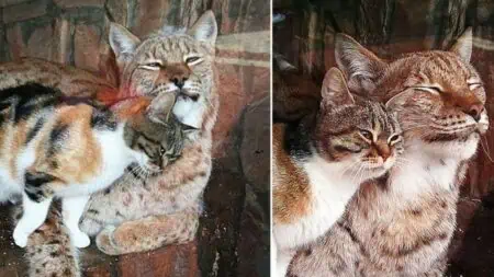 Katze und wilder Luchs leben über 12 Jahre zusammen im Zoo - Süße Bilder begeistern das Internet