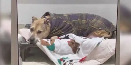 Krebskranker Hund wartet seit 10 Jahren auf Familie - Tierheim gibt Hoffnung auf, bis eines Tages…