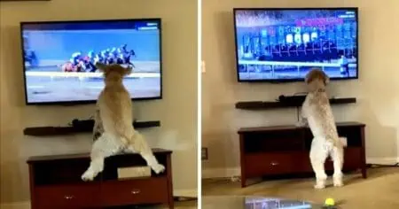 Lustiges Video Wie dieser Hund auf Pferderennen im TV reagiert, bringt tausende Menschen zum Lachen