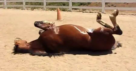 Pferd sorgt für Lachtränen im Internet, als es sich im Dreck wälzt und DAS tut…