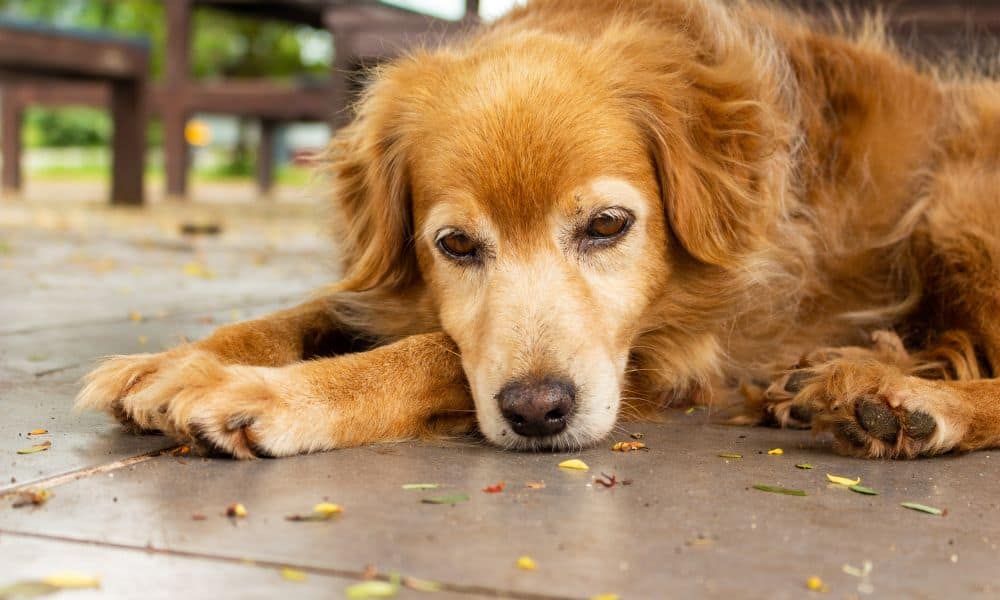 fordøje Tredje vest Schleimbeutelentzündung beim Hund: Symptome & Behandlung