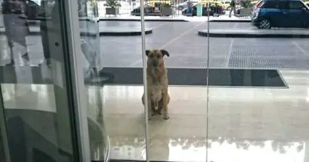 Straßenhund wartet immer wieder auf Flugbegleiterin am Hotel - was sie dann tut, ist herzergreifend