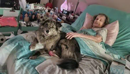 Täglicher Besuch bei alter kranker Frau Dieser Hund beweist, dass Tiere die beste Medizin sind