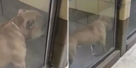 Tierheim-Hund geht viral, weil er weinend in der Ecke steht - Video lässt Herzen schmelzen