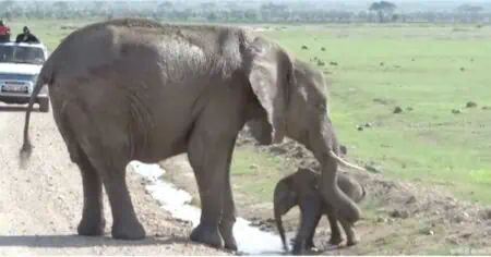 Trotziges Elefantenbaby will Pfütze nicht überqueren - lustiges Video bringt 10 Millionen zum Lachen