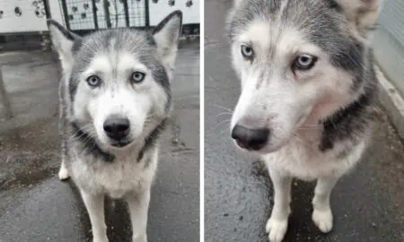 Unbegreiflich Wunderschöner Husky herzlos ausgesetzt - Wer gibt “Almira” ein liebevolles Zuhause