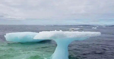 Unfassbare Entdeckung Seeleute trauen ihren Augen kaum, als sie dieses Tier auf dem Eisberg finden