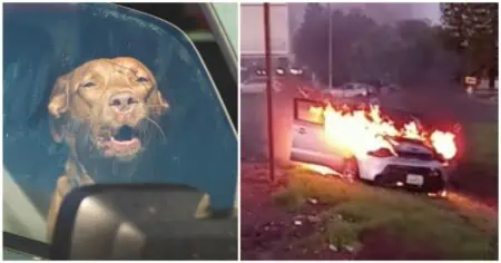 Unglaubliche Heldentat Paketzusteller riskiert sein Leben, um Hund aus brennendem Auto zu retten