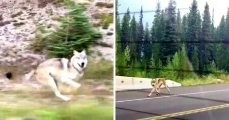 Unglaubliches Video geht um die Welt Familie filmt Wolf, der ihrem Auto hinterherjagt