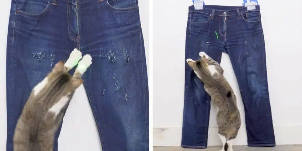 Video begeistert das Internet Katze verwandelt langweilige Jeans in ein modisches Kleidungsstück