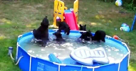 Video geht viral Als Familie merkt, welche Tiere in ihrem Pool spielen, ist sie absolut fassungslos