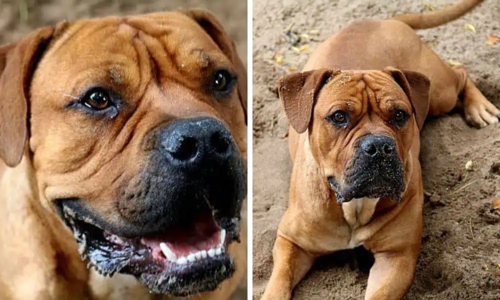 Wegen Überforderung wurde Bulldogge “Jimmy” ins Tierheim abgeschoben Wer gibt ihm eine Chance