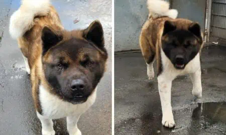 Wegen Wohnungswechsel musste “Sterling” ins Tierheim - Wunderschöner Akita sucht ein neues Zuhause