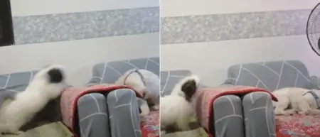 Welpe treibt seinen schlafenden Bruder in den Wahnsinn - Video sorgt für Lachtränen im Internet